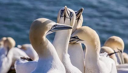 开云官方-博卡或尝试打造双前锋新战术模型，博卡出来的球星