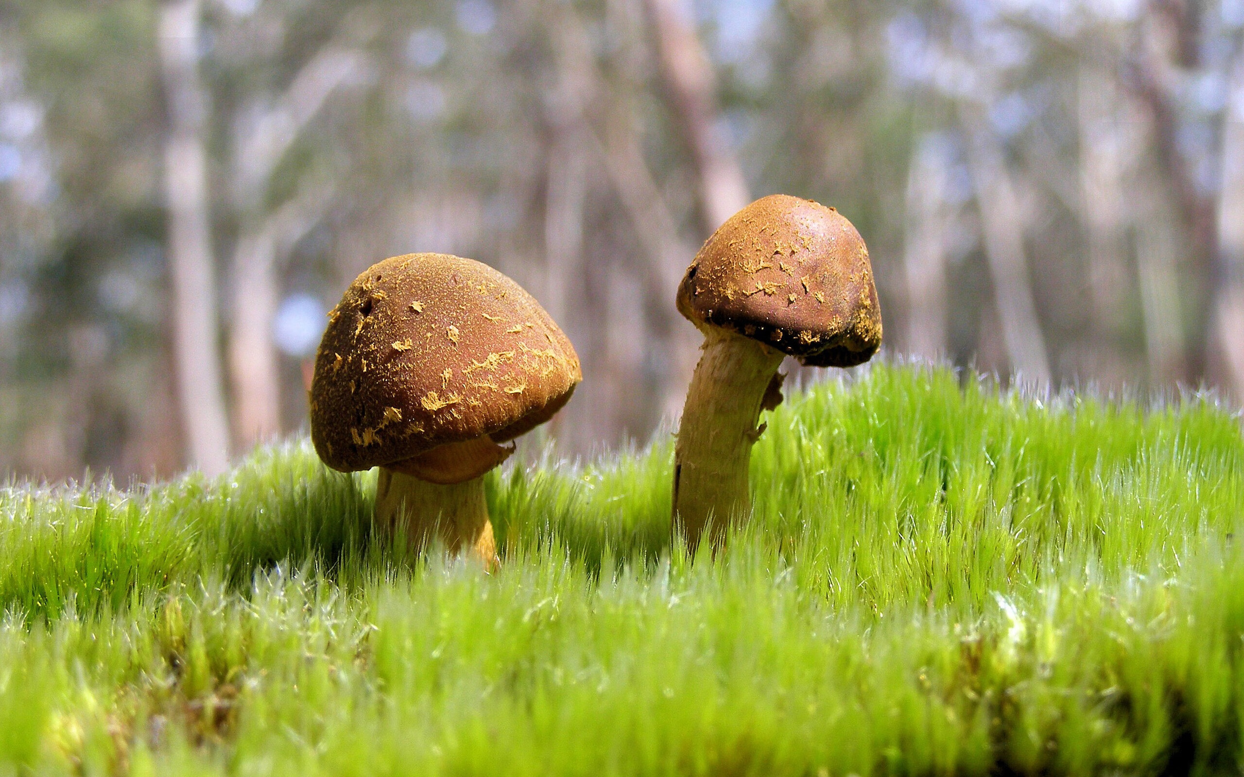 开云·体育官网APP下载-外教战术理念难与本土融合，我国外教战略